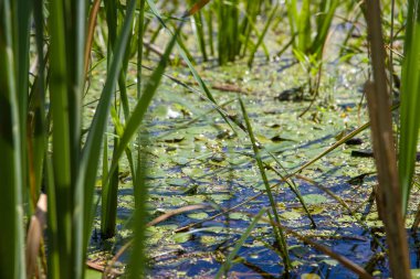 Su bitkileri, yakın çekim. Seçici odak.