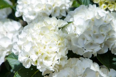 Bahçedeki beyaz ortanca çiçekleri, yakın plan.