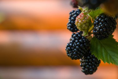 Bulanık arka planda yeşil yapraklı bir dalda böğürtlen.