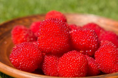 Rubus illecebrosus. Kırmızı balonlu böğürtlen ya da kil tabakta çilekli ahududu..