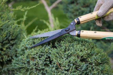 Gardener cutting juniper chinensis stricta  branches with pruning shears clipart