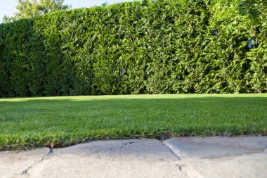 Bahçede yeşil çimenler ve arka planda thuja çalıları.