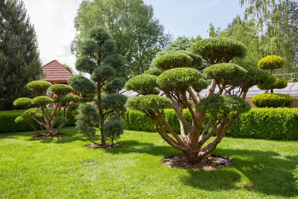 Parktaki bonsai ağacı.