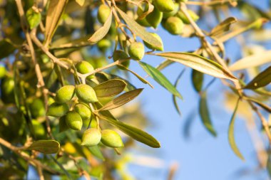 Yeşil zeytinli zeytin dalı. Zeytin Korusu.