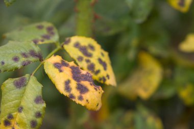 Güllerin siyah lekesi. Gül sarı yaprakları hasta eder. Görüntüyü kapat.