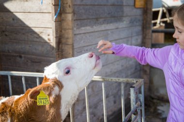 Güneşli bir günde çiftlikte buzağıyı besleyen küçük bir kız..