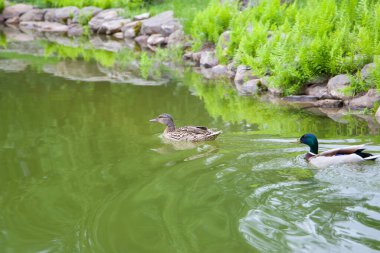 Ördek gölette yüzüyor.