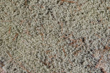 Yosun ve çam iğneleri ormanda yere yakın.