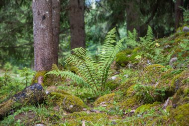 Çam ormanındaki yosunlu bir kayanın üzerinde büyüyen eğreltiotu..