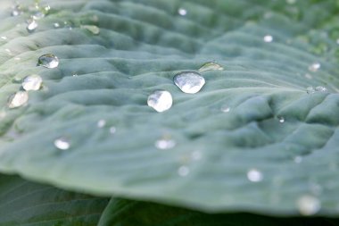 Yeşil yapraklı su damlacıkları. Sığ alan derinliği.