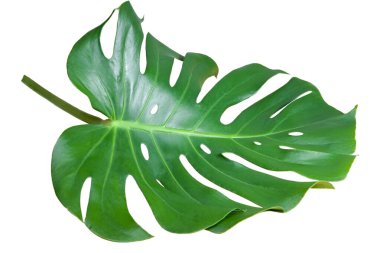 Monstera Deliciosa yaprağı kırpma yolu ile beyaz arkaplanda izole