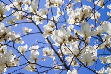 Baharda mavi gökyüzünün arka planında beyaz manolya çiçekleri.