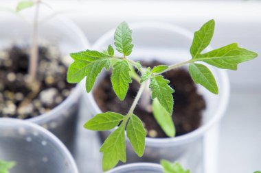 Pencere kenarında plastik kaplarda domates fideleri, seçici bir odak.