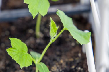 Salatalık tohumları turba kaplarında, yakın plan. Seçici odak.