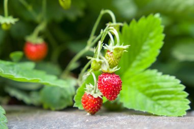 Bahçede çilek yetişiyor. Seçici odaklanma. Doğa.