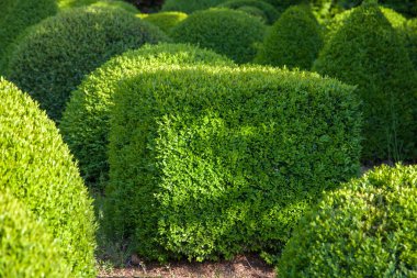 Geometrik şekillerde budanmış boxwood çalıları