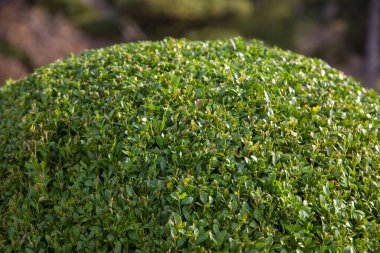 Kesilmiş boxwood çalılığı, yakın plan görünümü, arkaplan ve doku 