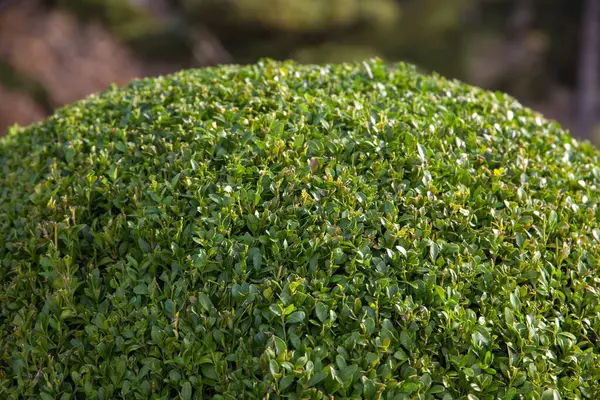 Kesilmiş boxwood çalılığı, yakın plan görünümü, arkaplan ve doku 