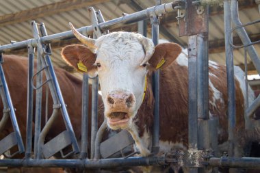 Çiftlikteki inekler. Ahır. Çiftlik hayvanları.