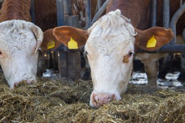 Çiftlikte saman yiyen inekler. Sığırlarla dolu.