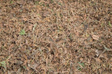 Kuru thuja iğneleri. Ölü dalları ve thuja iğnelerini sökmek