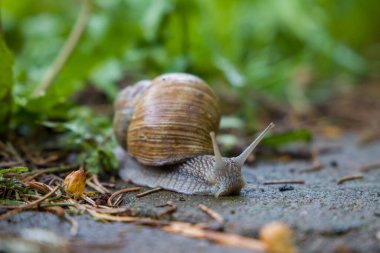Yeşil arka planda bir salyangoz. Manzarayı kapat. Seçici odak.