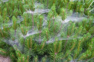 Bahçedeki kozalaklı bir ağacın dallarında örümcek ağı