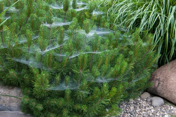 Bahçedeki bir çam ağacının dallarında örümcek ağı