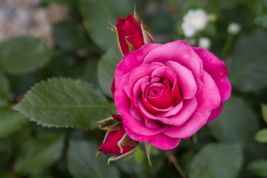 Bahçesinde yeşil yaprakları olan güzel pembe bir gül.