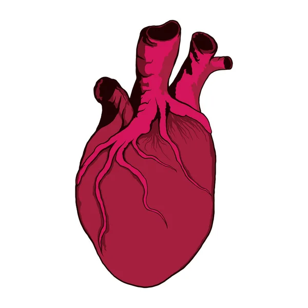 Human Heart Realistic Hand Drawn Illustration Vector — Stock Vector
