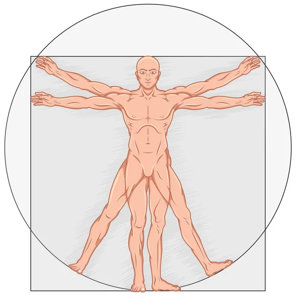 Çizgi Film Stili Vitruvius Adamın Vektör Tasarımı Insan Vücudunun Ideal Telifsiz Stok Vektörler