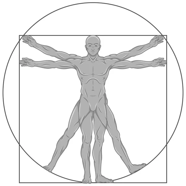 Conception Vectorielle Style Dessin Animé Vitruve Homme Etude Des Proportions — Image vectorielle