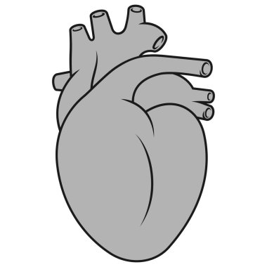 Gerçekçi insan kalbi, insan dolaşım organı.