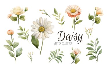 Suluboya Daisy Vektör Çiçekleri. Vektör çiçek seti. Tenha yaprakları ve çiçekleri olan renkli çiçek koleksiyonu, suluboya çizimleri. Davetiye, düğün veya tebrik kartları için tasarım