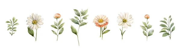 Aquarel Daisy Vector Bloemen Vector Bloemenset Kleurrijke Bloemcollectie Met Geïsoleerde — Stockvector