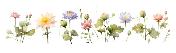 Water Lily Wedding Flower Clip Art Set Aquarel Realistische Illustraties — Stockvector