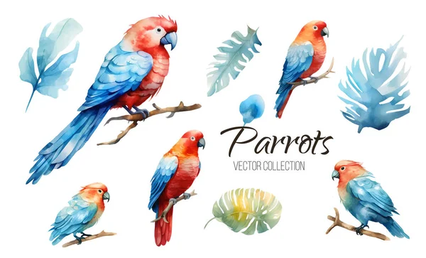 Conjunto Papagaios Exóticos Tropicais Pássaros Com Flores Coloridas Ilustração Vetor —  Vetores de Stock