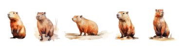 Beyaz izole bir arka planda suluboya tarzında şirin bir capybaras takımı. Komik Capybara karakterleri çeşitli pozisyonlarda yüzerler. Sevimli hayvan. Vektör illüstrasyonu