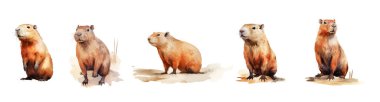 A cute set of capybaras in watercolor style on a white isolated background. Funny capybara characters swim in various positions. Charming cute animal. Vector illustration clipart