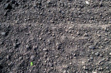 Patates ekmek için ekilmiş tarla.