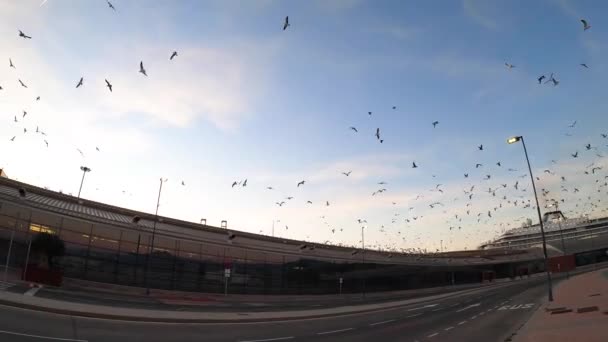 Malaga Spain January 2023 Seagulls Flying Malaga Sea Port Malaga — Stockvideo