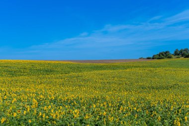 Beautiful blooming sunflowers field in farming field