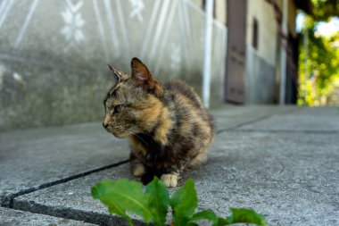 Kedi bahçede oturuyor.