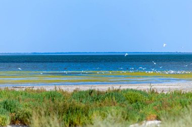 Tuzly Lagünleri Ulusal Doğa Parkı, Ukrayna 'da bir sürü kuşlu Tuzly Amazonia gölleri