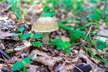 A forest brown mushroom in a natural background