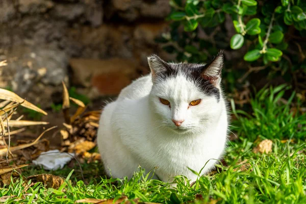 Gatto Bianco Nell Erba — Foto Stock