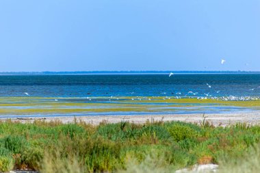 Tuzly Lagünleri Ulusal Doğa Parkı, Ukrayna 'da bir sürü kuşlu Tuzly Amazonia gölleri