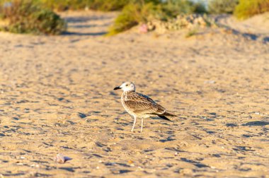 Gün doğumunda deniz kıyısındaki martılar