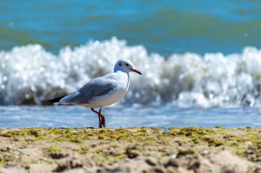 Kumlu deniz kıyısında yürüyen martı. 