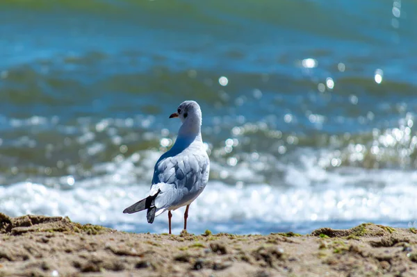 stock image Seagull walking on sandy seashore 